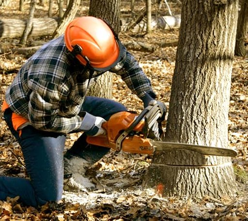 Tree Removal in Page, WV